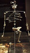 Skeleton of Lucy