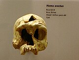 Skull of Madam Buya