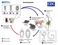 Diagram of the life cycle of Acanthocephala