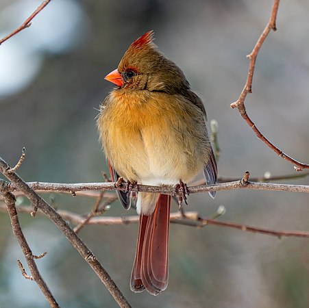 Reddish olive bird sitting on tree branch