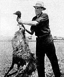An emu killed by Australian soldiers