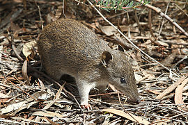 Southern Brown Bandicoot on the ground in a forest