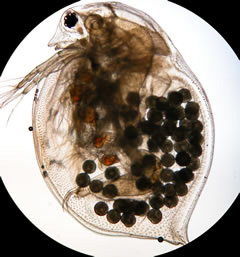 Les points noirs sont les œufs produits en mode asexué (parthénogenèse) par Daphnia magna.