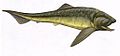 霸鱼体长6米，是两种體型最大的盾皮魚之其一，為温柔的滤食者
