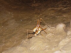 一對正在交配的穴居蟋蟀，屬於地下哈德諾蟋蟀（英语：Hadenoecus subterraneus）。在火石嶺上發現。