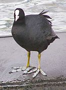 Vue en couleur d'un oiseau noir posé sur le sable d'une plage, les doigts largement écartés et blancs.