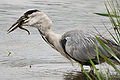 Image 48The European eel being critically endangered impacts other animals such as this Grey Heron that also eats eels. (from Marine conservation)