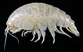 Image 113The deep sea amphipod Eurythenes plasticus, named after microplastics found in its body, demonstrating plastic pollution affects marine habitats even 6000m below sea level. (from Marine habitat)
