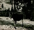 駝鹿，1955年