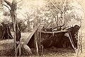 Temporary lean-to bark gunyah, 1889