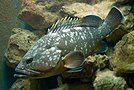 烏鰭石斑魚 Epinephelus marginatus