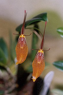 Copper restrepia orchids