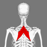 Position of rhomboid major muscle (shown in red).