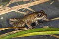 Príncipe puddle frog