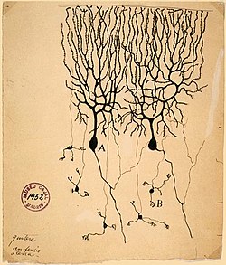 Drawing by Santiago Ramón y Cajal (1899) of neurons in the pigeon cerebellum