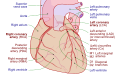 Coronary arteries (labeled in red text)