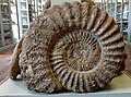 Ammonite du stratotype sinémurien, musée de Semur-en-Auxois