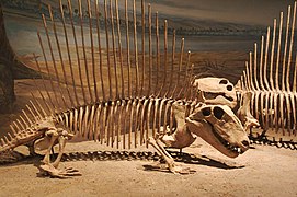 異齒龍化石