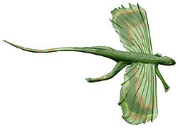 Icarosaurus sp. (Eolacertilia) †
