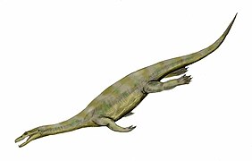 Nothosaurus sp. (Nothosauroidea) †