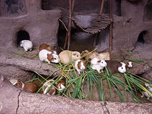 Jeunes cochons d'Inde (race cuy : plus gros, roux, beige et blanc), mangeant de l'herbe verte dans un décor imitant des terriers en terre battue