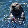 Image 73Sea otter, classic keystone species which controls sea urchin numbers (from Marine vertebrate)