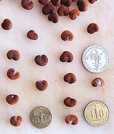 Seeds with coins