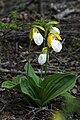 A form of Cypripedium acaule with a white pouch