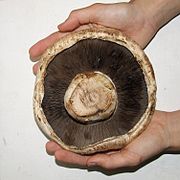 雙孢蘑菇的底部