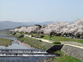 賀茂川（今出川通と北大路通の間）左岸の桜