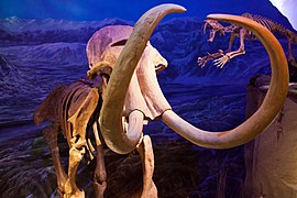 冰河時期的猛獁象（長毛象）化石