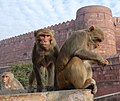 Macaque rhésus (Macaca mulatta) à Āgrā.
