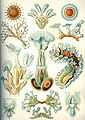 Image 117Bryozoa, from Ernst Haeckel's Kunstformen der Natur, 1904 (from Marine invertebrates)