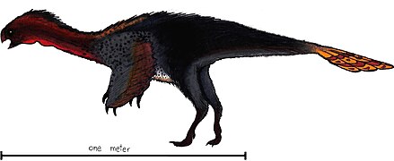 Machairasaurus sp. (Saurischia) †