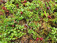 Vaccinium vitis-idaea and Empetrum nigrum in Denali National Park