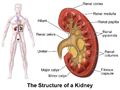 腎臟的結構