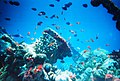 Image 21Coral reefs form complex marine ecosystems with tremendous biodiversity. (from Marine ecosystem)