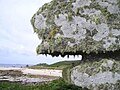 Image 25 Lichen covered rocks (from Marine fungi)