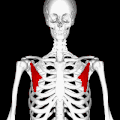Position of pectoralis minor muscle (shown in red).