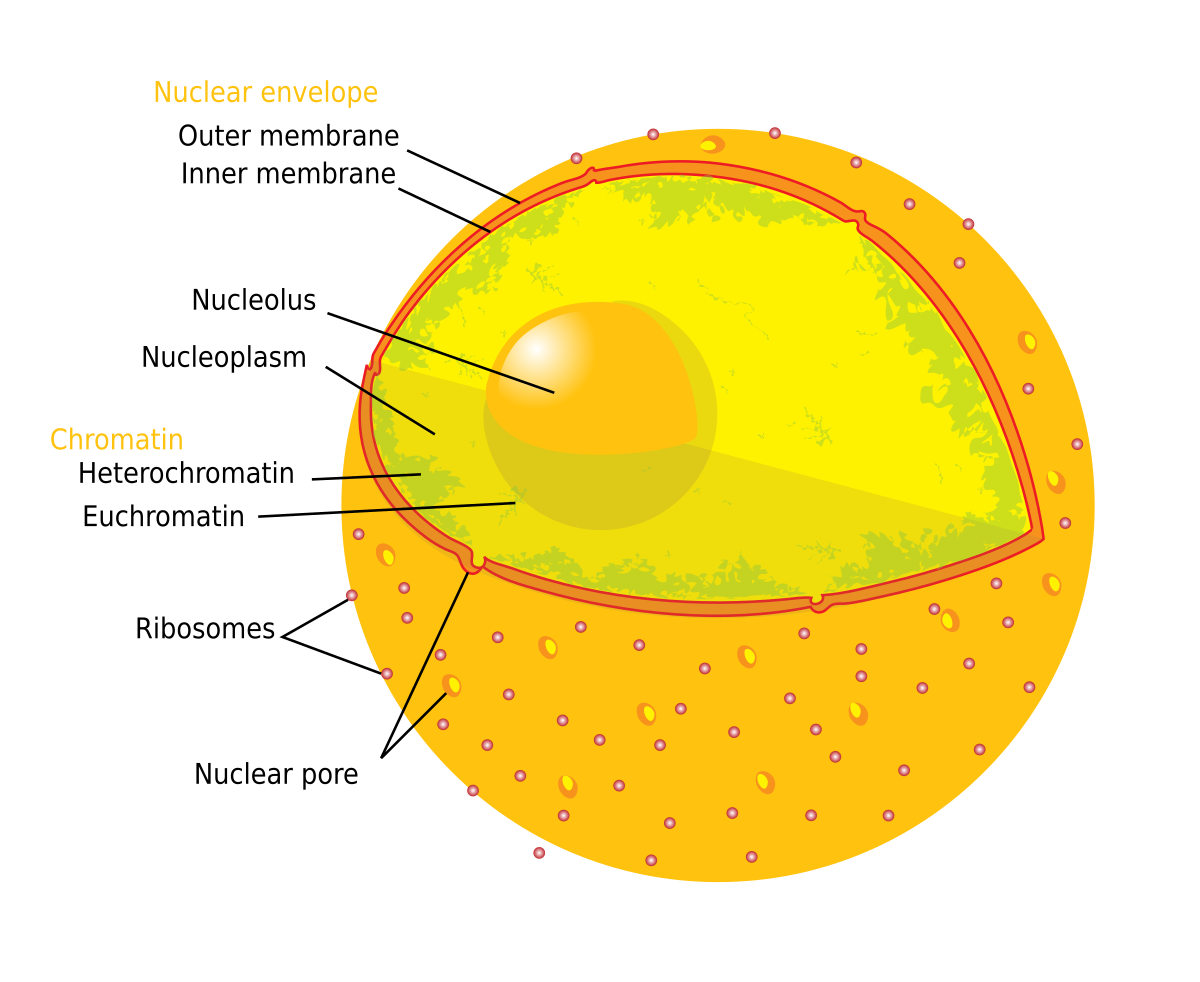 nuclear-pore-wikipedia