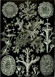 Lichens, by Ernst Haeckel