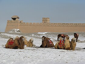 Camels, horses and the Great Wall