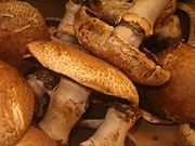 棕色的雙孢蘑菇