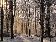 马特劳山冬天的山毛榉树林