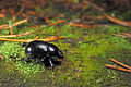 图为森林蜣螂，摄于爱沙尼亚西維魯縣Laekvere教区Vassivere森林。
