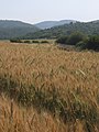 Elah valley in Spring, with ripening grain