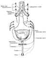 陰部神經支配構造模式圖。