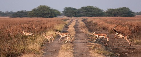 Blackbuck antelopes crossing a dirt road