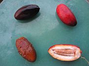 不同品种的椰枣果实：左边为软果，右边为硬果