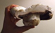 雙孢蘑菇的切面